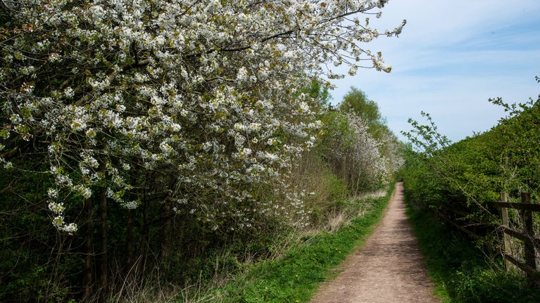 Showers of white blossom next to a pathway